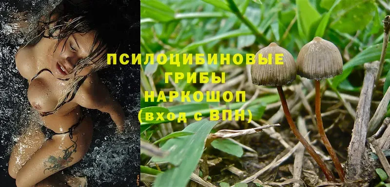 Галлюциногенные грибы Magic Shrooms Семилуки